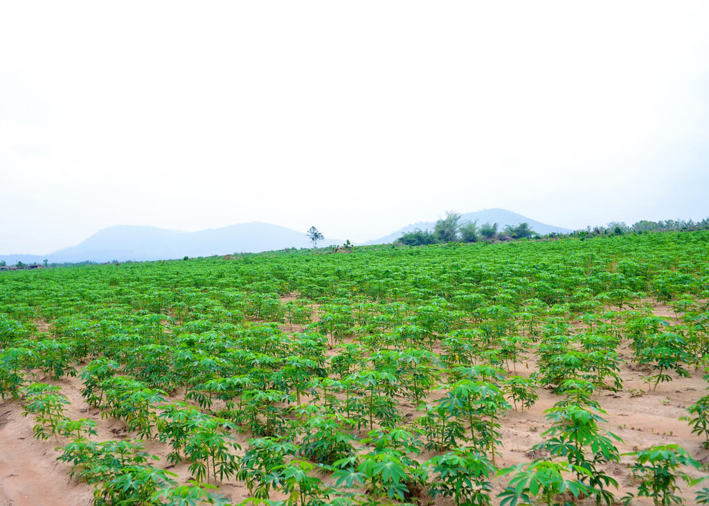 Ongoing Project: Upgrade of the Oyo State-IITA Youth Agribusiness Incubation Park Centre, Awe 2 Cassava Farm 1