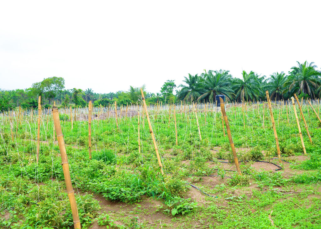 Ongoing Project: Upgrade of the Oyo State-IITA Youth Agribusiness Incubation Park Centre, Awe 3 Tomatoes Field