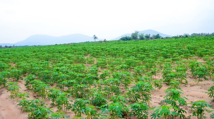 New Project: The Eruwa Agribusiness Industrial Hub 4 ERUWA AGRIBUSINESS PROGRAMME 82